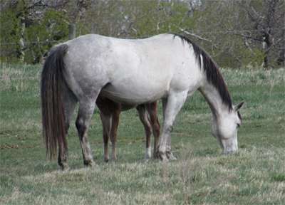 Grullo/Gray mare